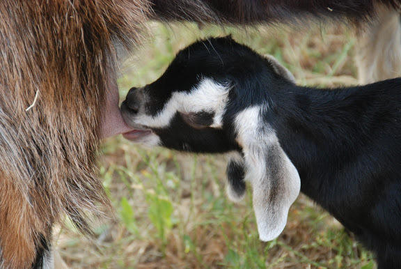 Yarok Az - Ecolodge Farm Ilaniya Dış mekan fotoğraf