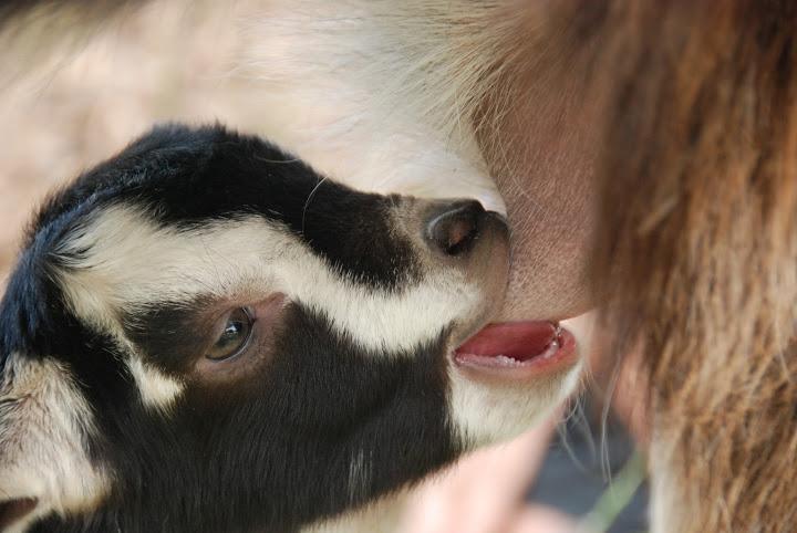 Yarok Az - Ecolodge Farm Ilaniya Dış mekan fotoğraf